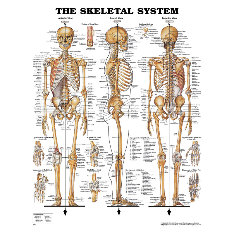 Anatomical Chart Company Skeletal System, Plastic Styrene Plastic (026565) (Drop Ship Only)