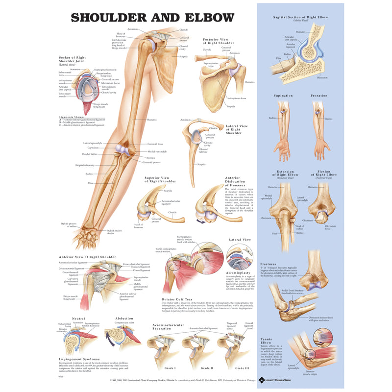 Anatomical Chart Company Shoulder & Elbow, Styrene Plastic (026561) (Drop Ship Only)