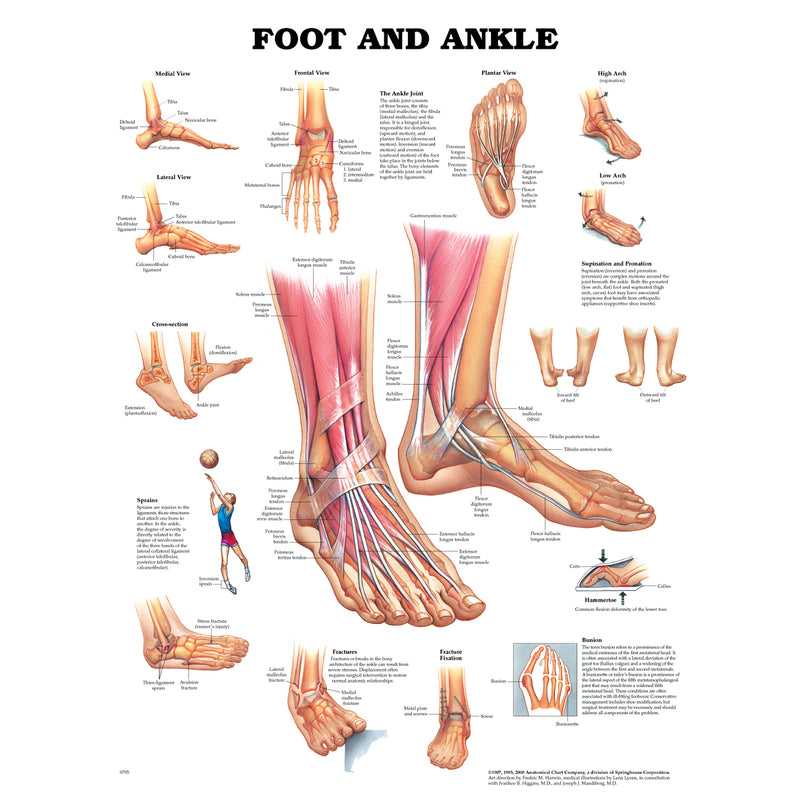 Anatomical Chart Company Foot & Ankle, Styrene Plastic (026558) (Drop Ship Only)