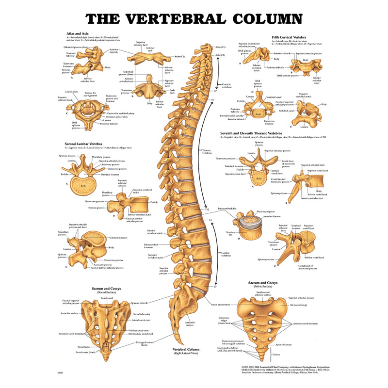 Anatomical Chart Company Vertebral Column Chart, Styrene Plastic (026566) (Drop Ship Only)