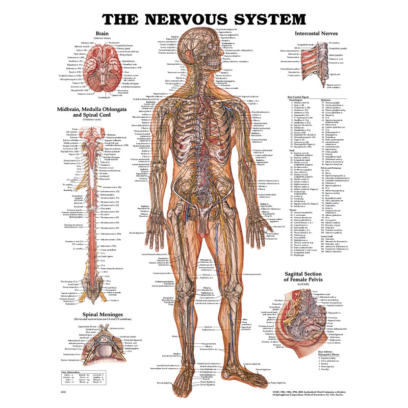 Anatomical Chart Company Nervous System Chart, Styrene Plastic (026564) (Drop Ship Only)