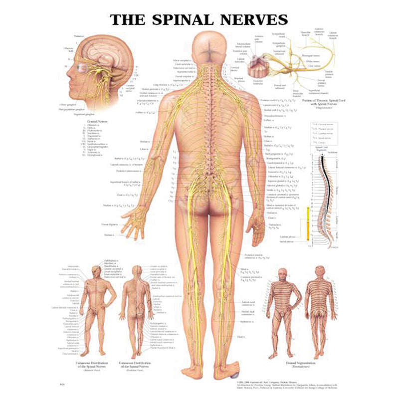 Anatomical Chart Company Spinal Nerves Chart, Styrene Plastic (026594) (Drop Ship Only)