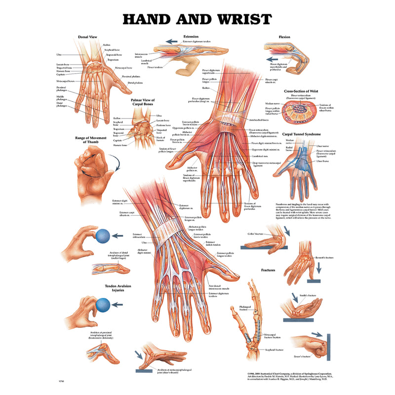 Anatomical Chart Company Hand & Wrist Chart, Styrene Plastic (026559) (Drop Ship Only)